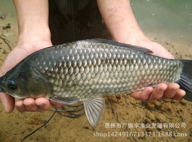 鲫鱼鱼苗 湘云鲫鱼苗 工程鲫鱼苗 鲫鱼苗 鲫鱼水花大量出售