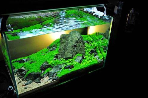 60cm草缸造景优秀作品图片展