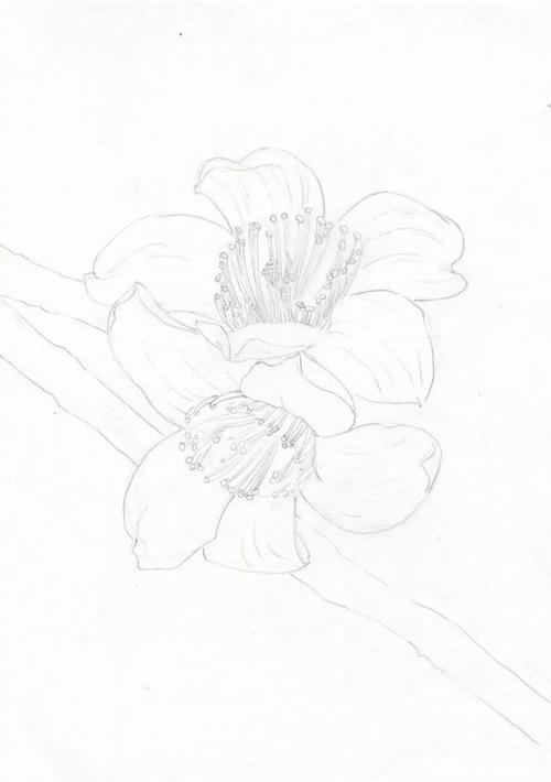 木棉花彩铅画怎么画?简单易学的木棉花彩铅画教程