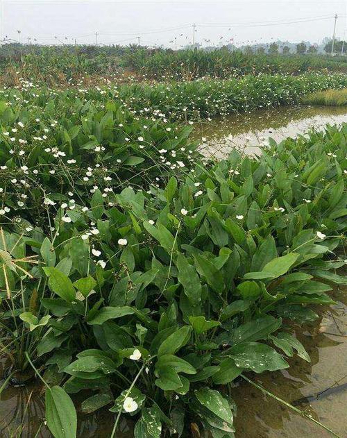 泽泻的作用与功效及常见方剂