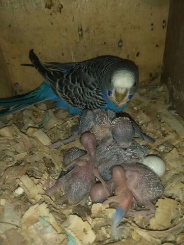 虎皮鹦鹉蛋图片