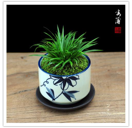 放心好店秀蒲金钱虎须日本盆栽文竹石菖蒲