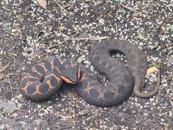 朋友见到条蛇,这是什么蛇?