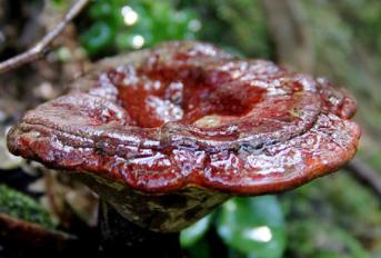 野生灵芝价格 怎么区别野生和人工