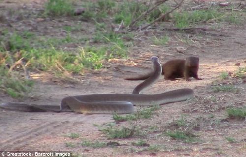 南非小侏獴勇斗黑曼巴蛇守护小家