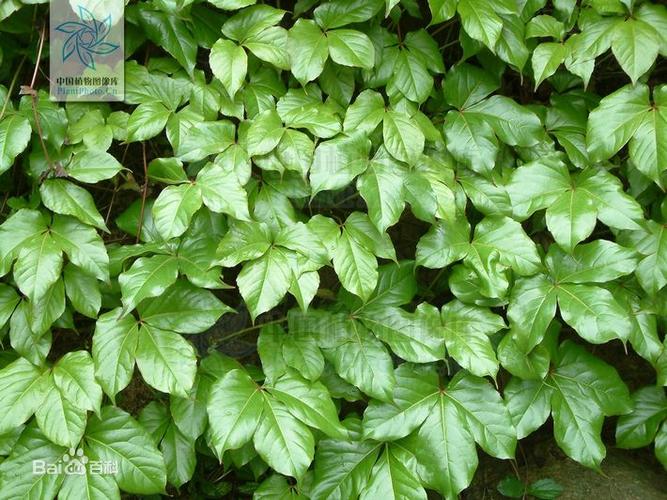 展开全部 【异叶地锦】木质藤本,卷须顶端吸盘状.