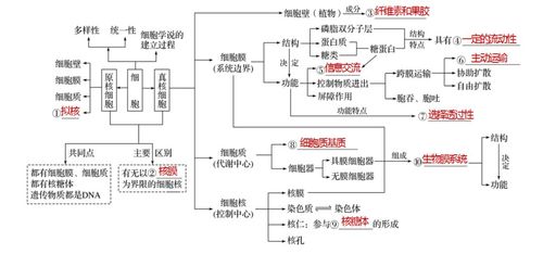 高中生物知识点概念图