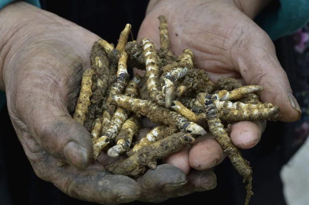 但一些村民发现它与冬虫夏草长得很像,就认定它们具有冬虫夏草的价值