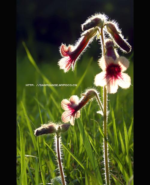 标题:《平凡无奇——酒壶花》