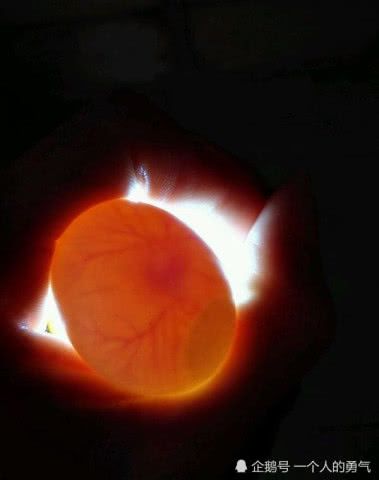 鸽子受精蛋,1-17天孵蛋变化图解,干货来袭新手可做照