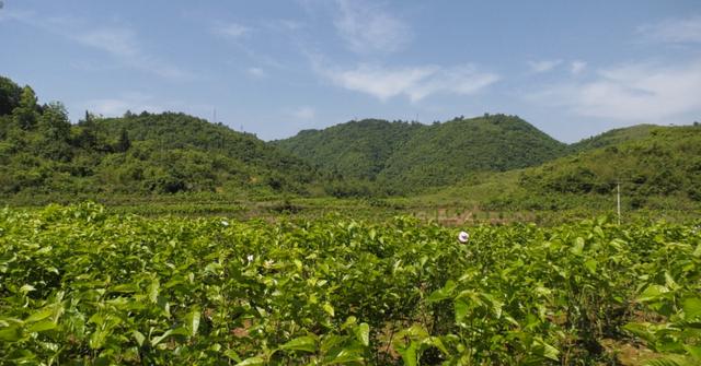 岑巩县山岗村百亩桑园