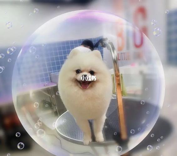 博美美容海豹装_博美_宠物_金宠世家(鹰展广场店)攻略_宠物店_可爱的