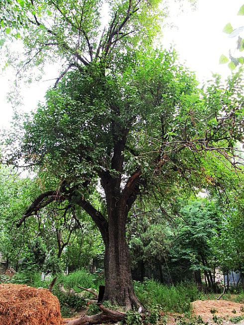 老家那棵大桑树(图片)