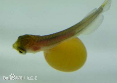 龙鱼出生到孵化全过程_龙鱼吧_百度贴吧