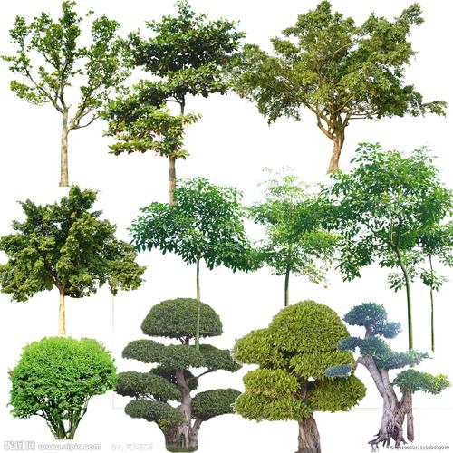 植物 树木 榕树 落叶树 扁桃树; 树木psd素材图片[源文件,psd]; 榕树