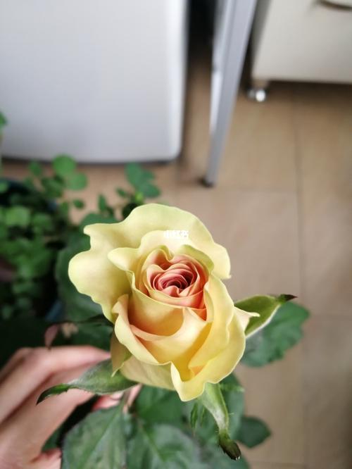 琉璃翠—蜕变_琉璃_月季_家居家装_家居装饰