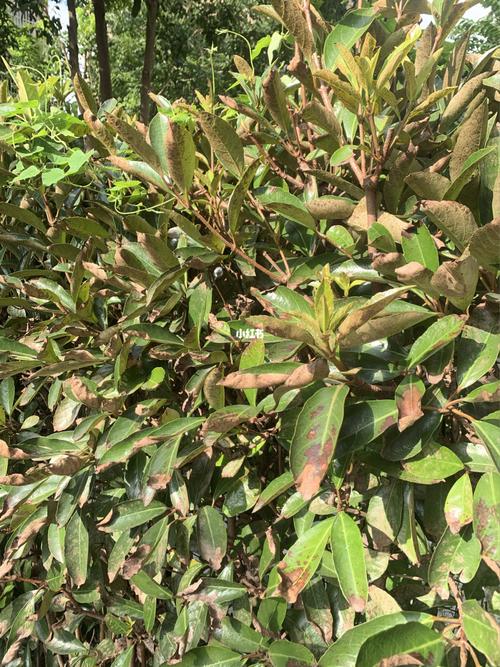 求助帖!冬青树病害!