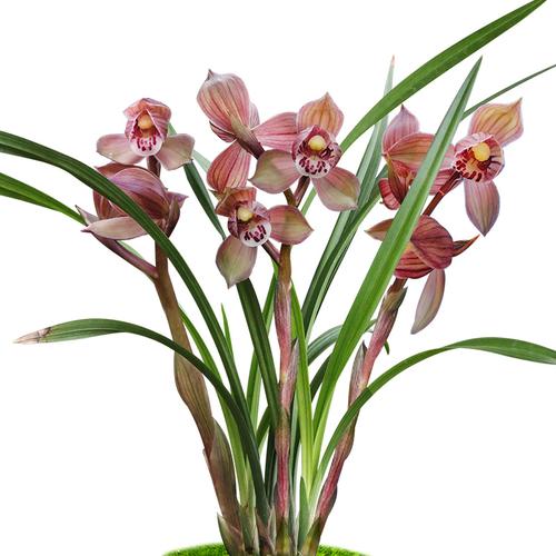 沁鲜园春剑大红荷老种国兰名品办公室前台名贵植物花卉