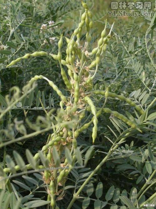 苦豆子的生长习性