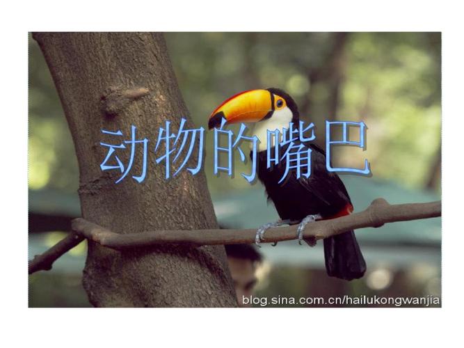 中班科学 有趣动物嘴巴.ppt 26页