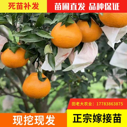 8售出:310件 查看详情立即购买 正宗四川丑八怪橘子苗桔子不知火丑橘