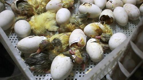 原创实拍鸭苗鹅苗出壳调选视频