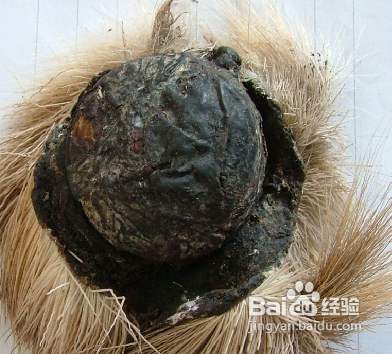 鉴别麝香真伪的七种方法