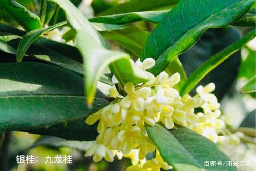 桂花——四大类主要二十五个名贵品种详介