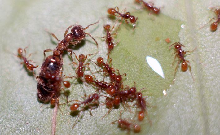 双节行军蚁属 - 蚂蚁分类图摘antspic.com