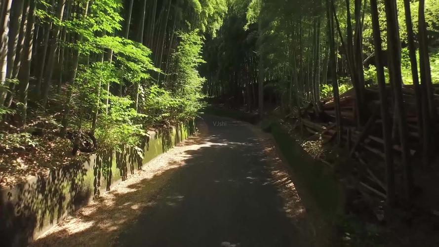 竹林小道_2560x1440_高清视频素材下载(编号:2331725)_实拍视频_vj师