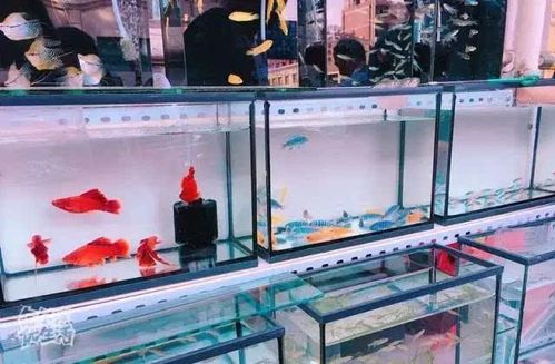 在哈尔滨没逛过花鸟鱼市场的人生是不完整的!