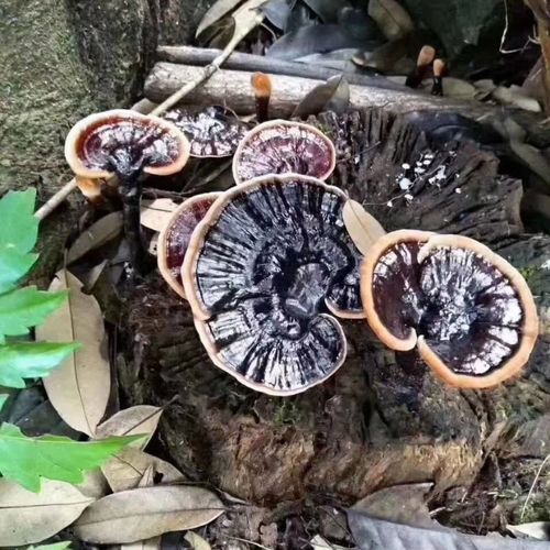 海南野生灵芝桑黄黑灵芝赤灵芝竹灵芝薄树芝雪芝粉多种口味5克1包