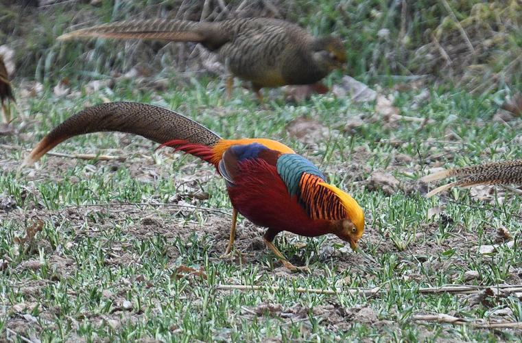 锦鸡很漂亮,可野拍总达不到预期效果.