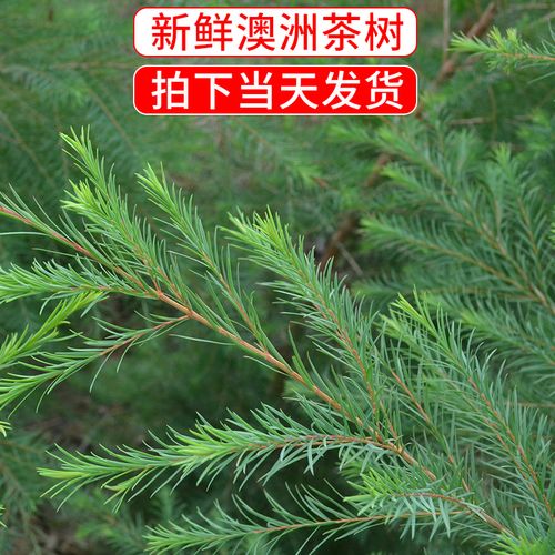 芳草人生的优惠券大全—新鲜澳洲茶树枝条 纯露酵素原料 互叶白千层