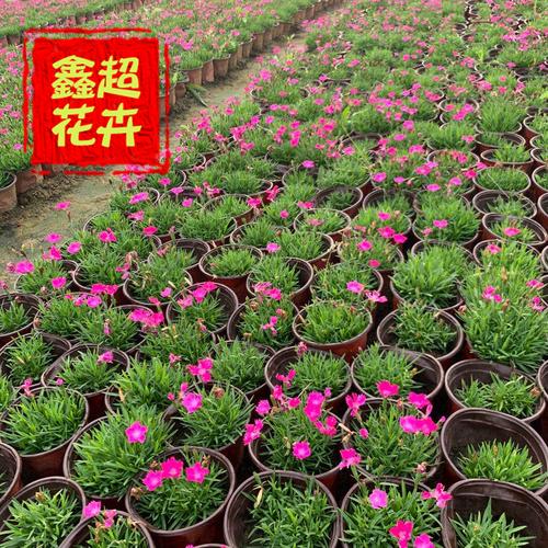 欧石竹 宿根花卉 地被石竹开花的草坪 耐寒耐干旱耐踩踏 花海绿化