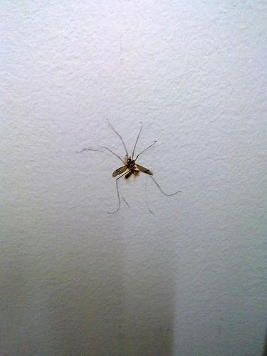 有一天,红玫瑰变成了墙上的那抹蚊子血.