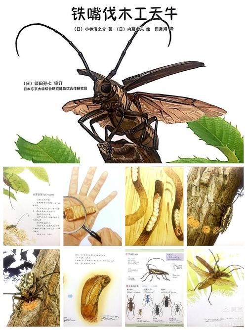 夏天来过一只云斑天牛