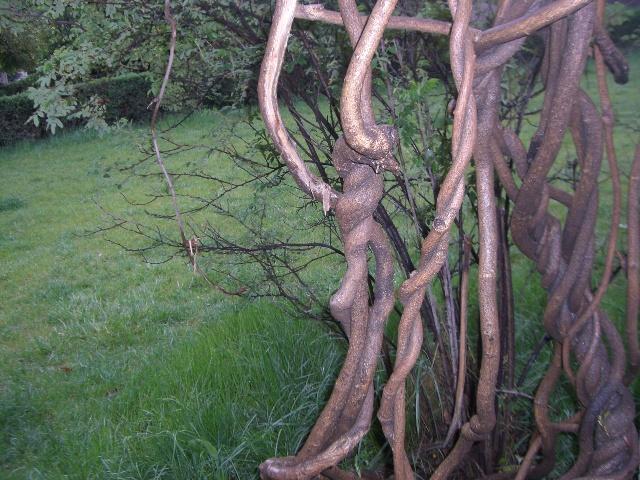 【文学人生*微型诗】 紫藤