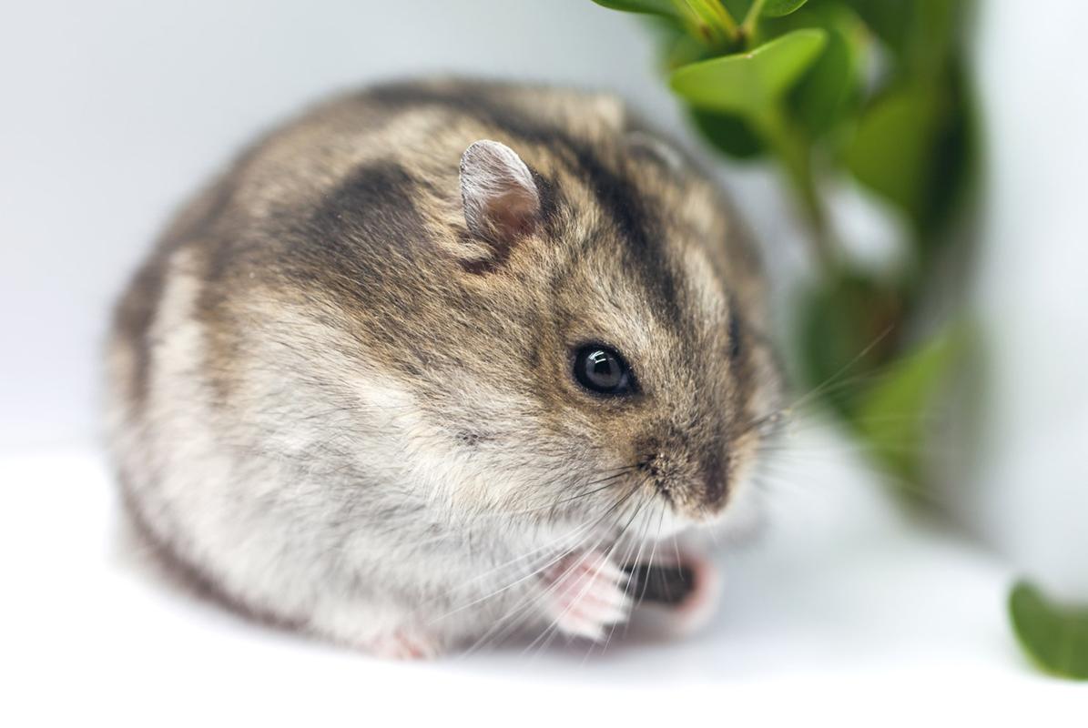 三线仓鼠,三线仓鼠价格,三线仓鼠多少钱一只,三线仓鼠好养吗_波奇宠物