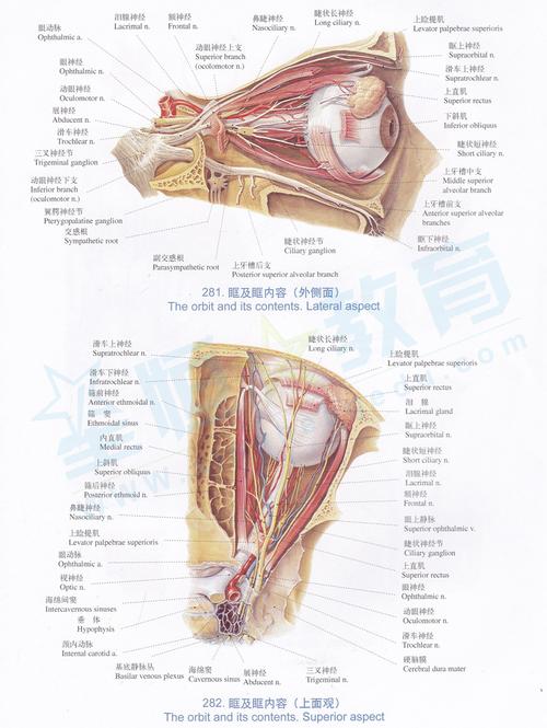 解剖图眶及眶内容外侧面上面观