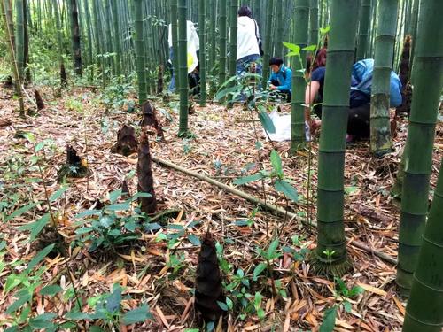 【葛仙山】春笋第一波,麻布口袋准备好没?