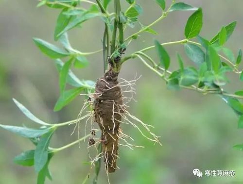 羊乳根:又叫山海螺,四叶参