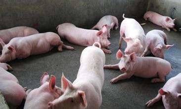 切实做好猪舍卫生管理