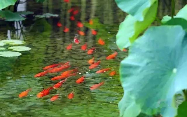 莲花入诗词,美了整个夏天!