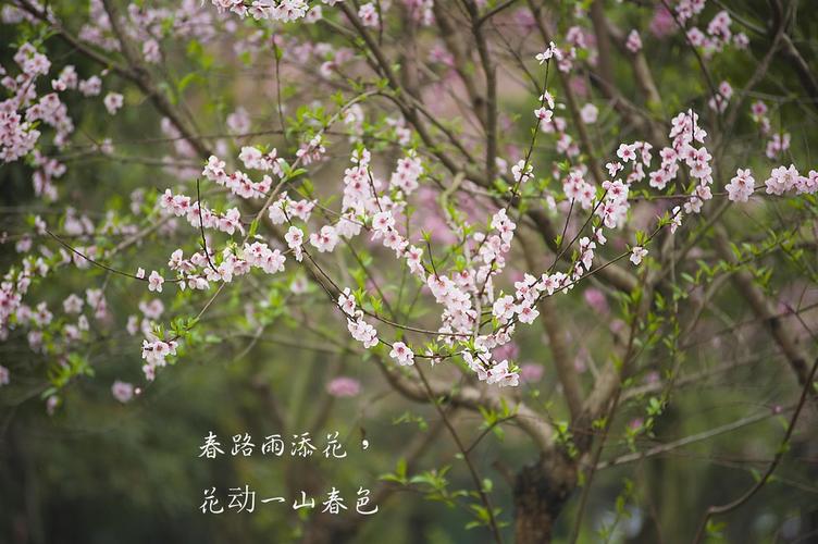 春路雨添花,花动一山春色.行到小溪深处,有黄鹂千百.