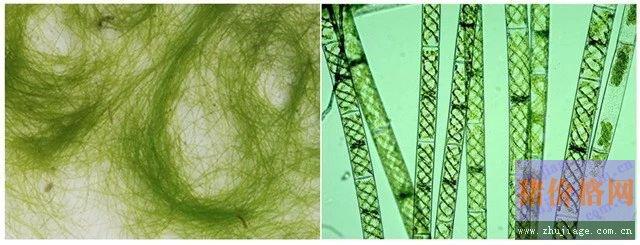 图左水绵,图右显微镜下照片