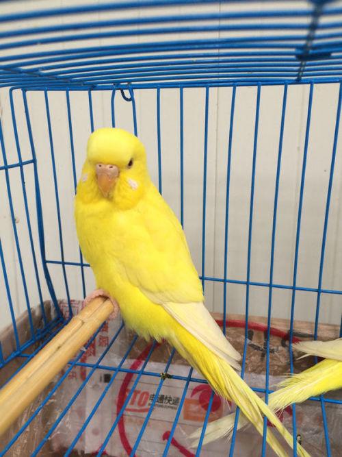 大家帮忙看看这两只黄红眼鹦鹉是不是一公一母呀