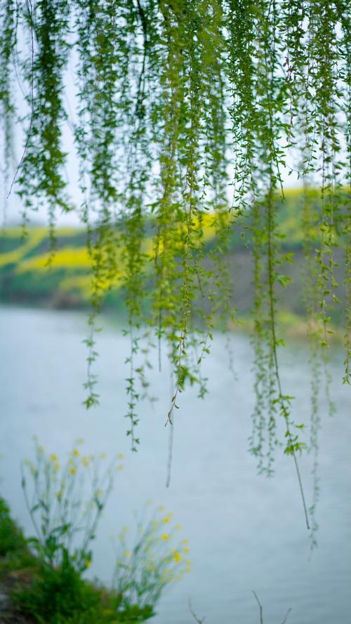 微博摄影大赛##你镜头下的春天有多美好