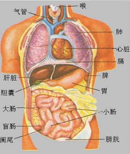 人体内器官分布图及解说(图)