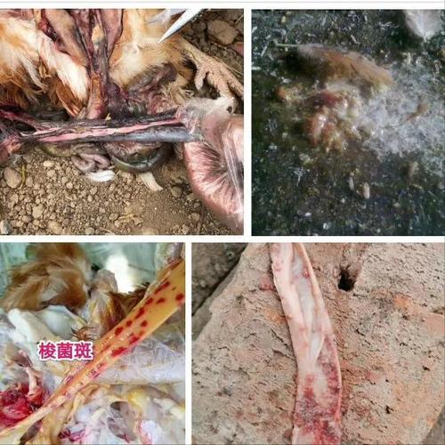 鸡群拉稀过料肠炎久治不愈对照一下鸡群是不是综合性肠炎